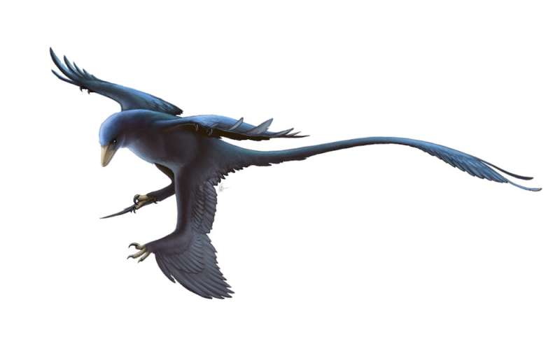 New fossil foot analysis reveals the surprising and varied lifestyles of dinosaur bird ancestors