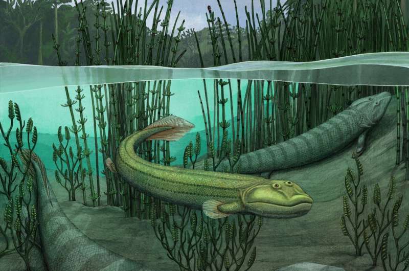 New fossil shows four-legged fishapod that returned to the water while Tiktaalik ventured onto land