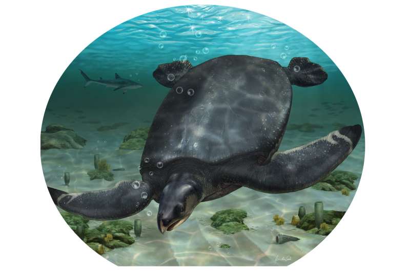 New fossil was one of the largest marine turtles ever