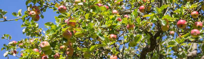 New genomes to help protect Britain's wild and ancient apples