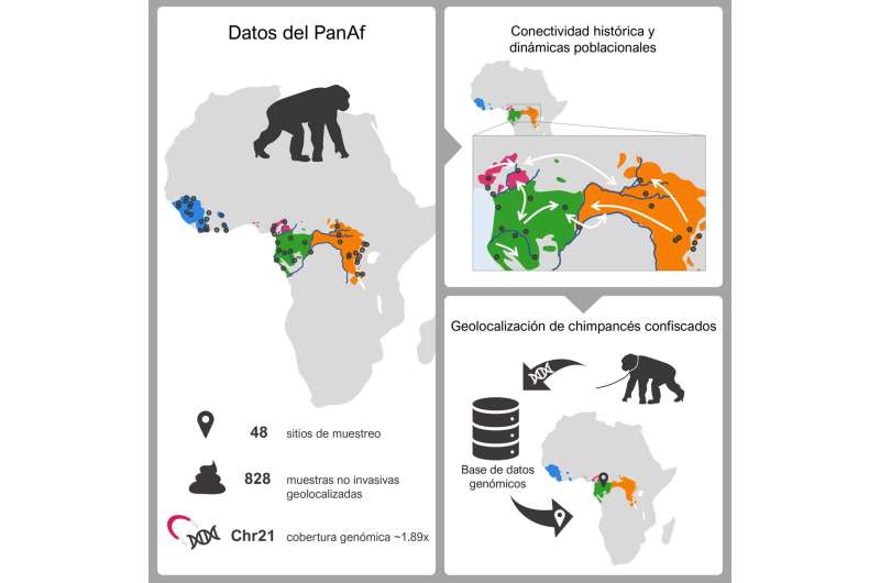 New genomic tools shed light on the evolutionary history of chimpanzees and contribute to their conservation