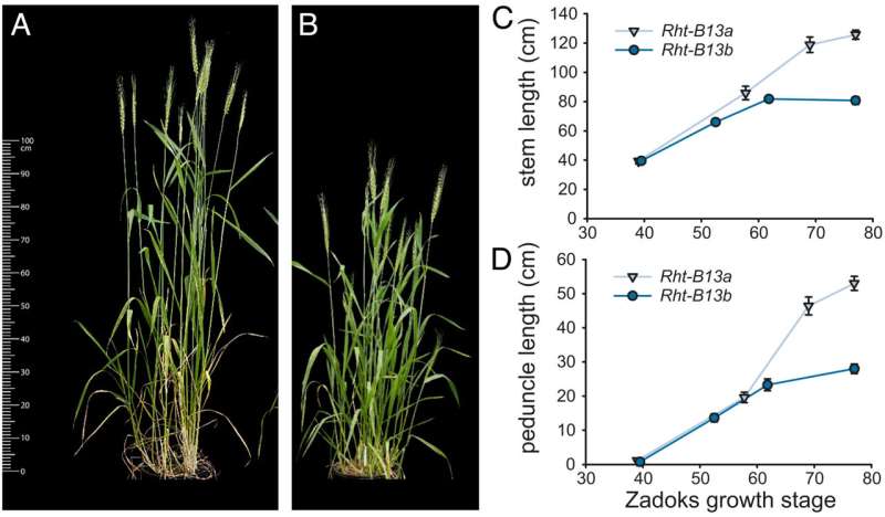 New Green Revolution gene discovery sows hope of drought resilient wheat