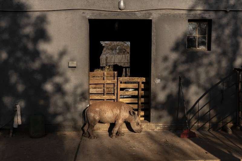 New home: Benji at the Rhino Orphanage -- a secret haven for endangered rhinoceroses