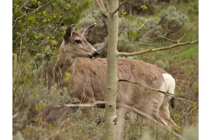 New immersive story map brings to life world's longest mule deer migration