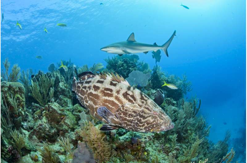 New indicators for marine ecosystem protection developed