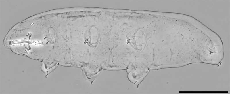 New information on the abilities of tardigrades—researchers find a completely new species in Finland