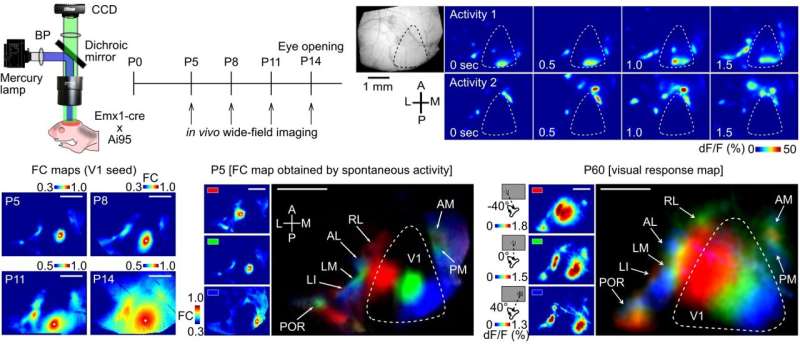 New insight into the development of the visual system in mice