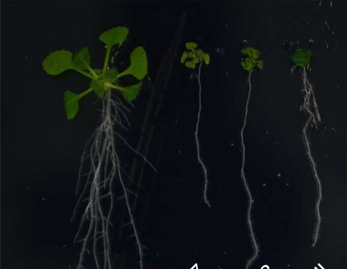 New insights into effects of membrane proteins on plant growth