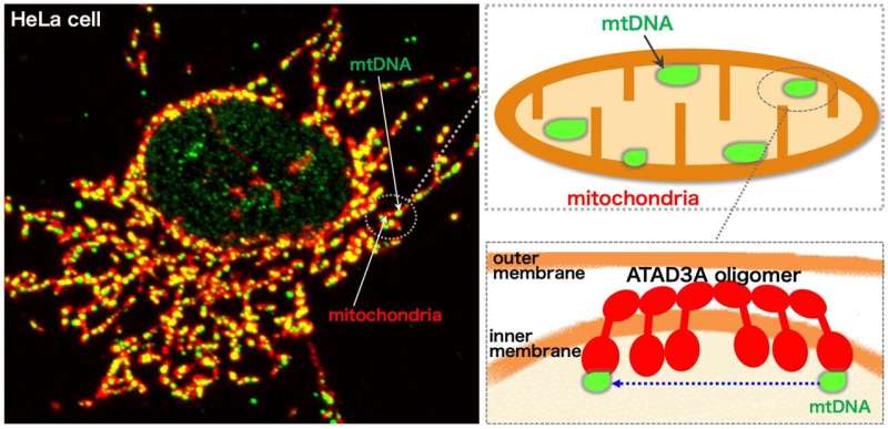 New insights into mitochondrial nucleoid dynamics
