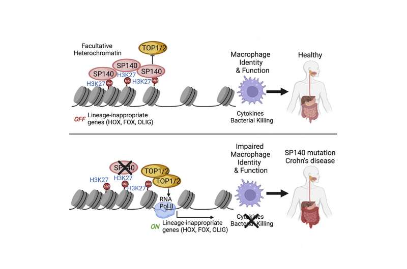 New insights into the mechanisms behind Crohn's disease point to potential therapeutic target