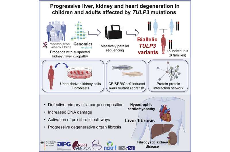 New liver and kidney disease identified