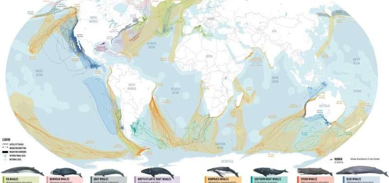 New map and report expose growing dangers along whale ‘superhighways’ across the globe
