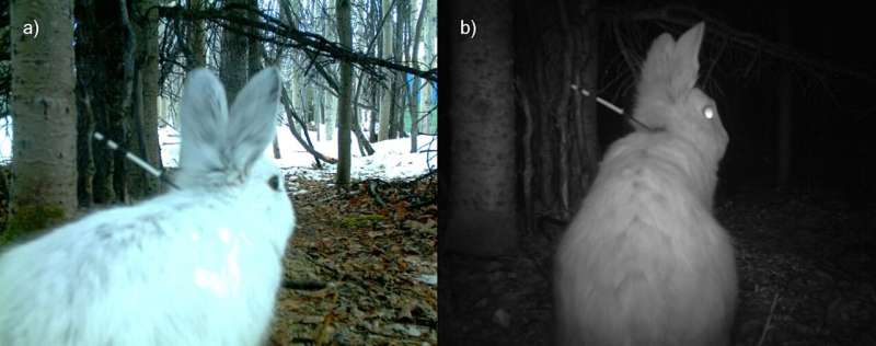 New marking method gives biologists a better way to identify individual animals at night