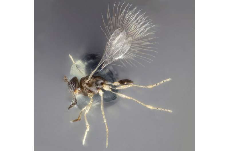 New ‘menehune’ wasp species discovered on UH Manoa campus