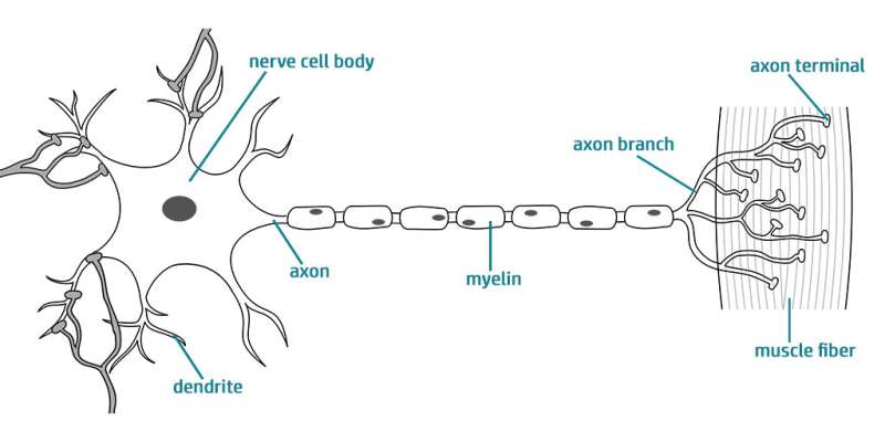 New method allows for realistic, 3D model of this human synapse