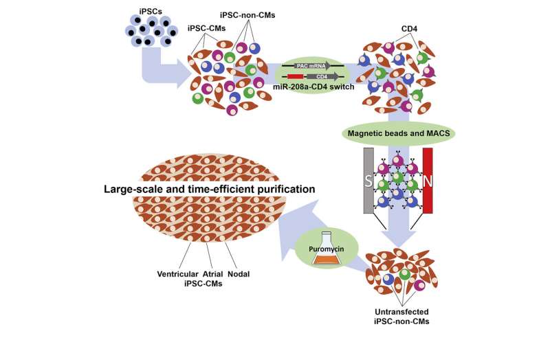 New method for cell sorting utilizing microRNA switch and magnetic microbeads