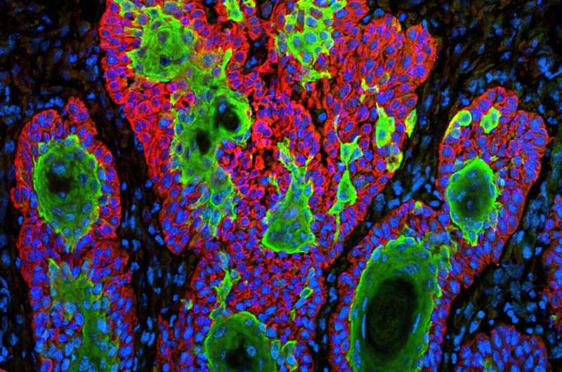 New method melds data to make a 3-D map of cells' activities