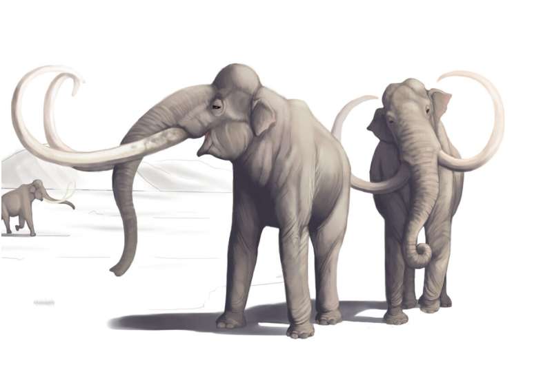 New Mexico mammoths among the best evidence of early humans in North America