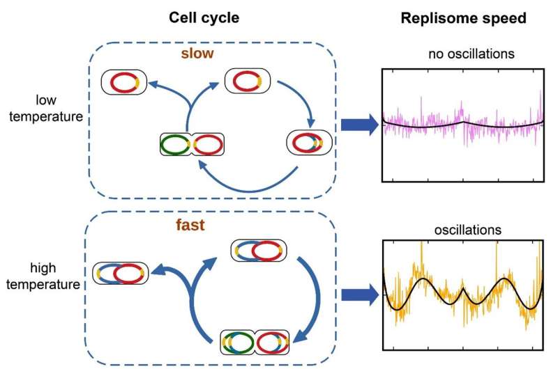 New model captures erratic speed of DNA copying proteins in bacteria