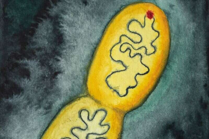 New model for reproduction of E. coli bacteria