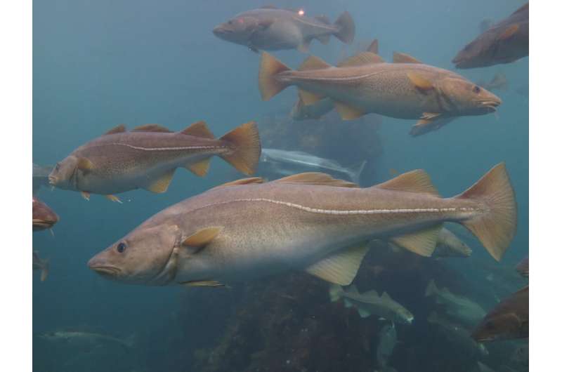 New model helps predict climate change-induced early spawning in fish