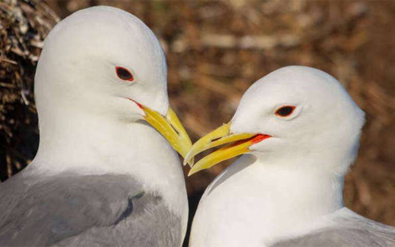 New offshore windfarms must do more to help protect kittiwakes and other seabirds | UCL News