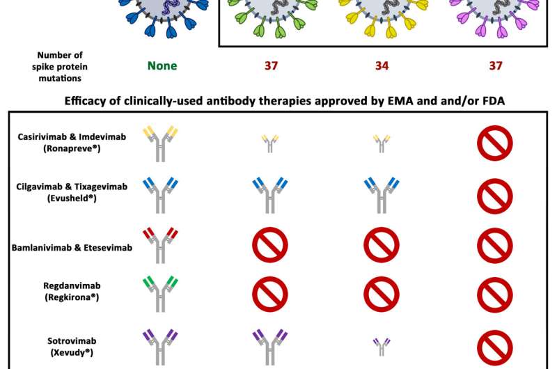 New Omicron subvariant BQ.1.1 resistant to all therapeutic antibodies