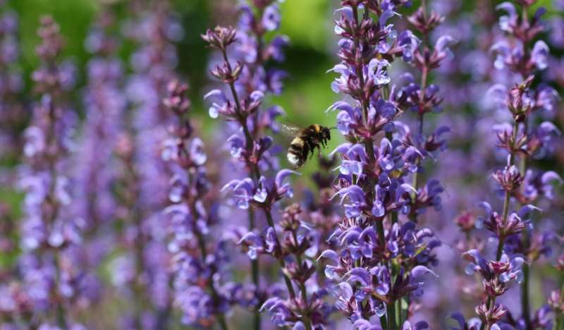 New online resource can help users 'bee' friendly when it comes to planting for pollinators