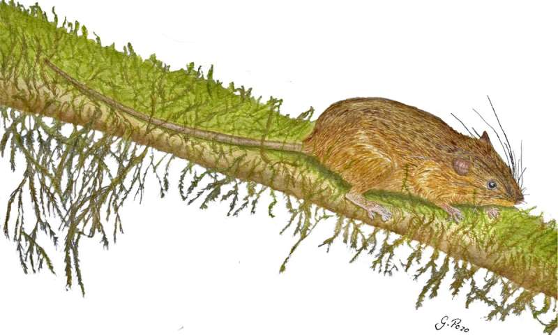 New, possibly arboreal rice rat species discovered in Ecuador