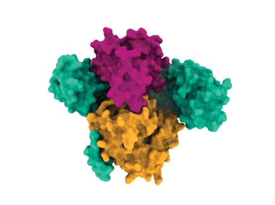New protein complex structure reveals possible ways to target key cancer pathway