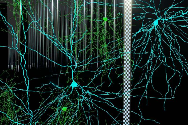 New protocols to record neural activity using Neuropixels in clinical settings
