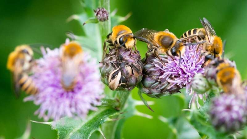 New research demonstrates high value 'injurious weeds' can bring to both pollinators and biodiversity