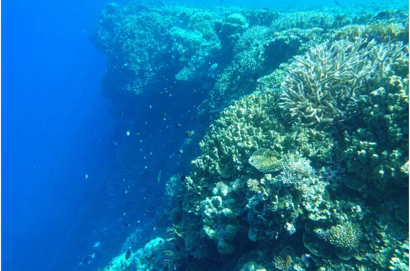 New Research Identifies Coral Reef ‘Bright Spots’ 