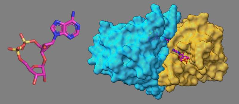 New research identifies a bacterial ‘Jekyll and Hyde’ molecule involved in immune responses