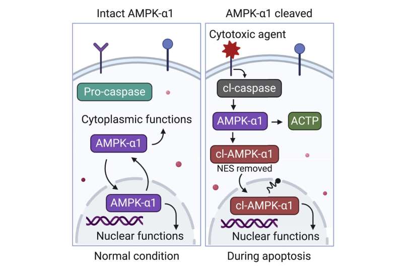 New research into AMP-activated protein kinase could make cancer treatments more efficient