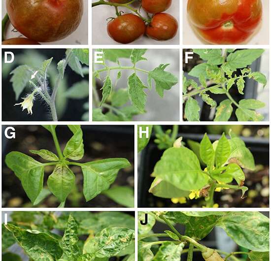 New research offers insight into emerging tomato virus – and advice about a popular resistance