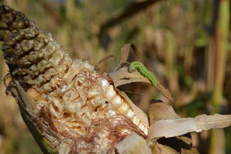 New research proposes local Biological Control Agent hubs to fight fall armyworm in Bangladesh