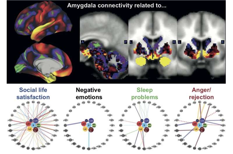 New research reveals relationship between particular brain circuits and different aspects of mental wellbeing