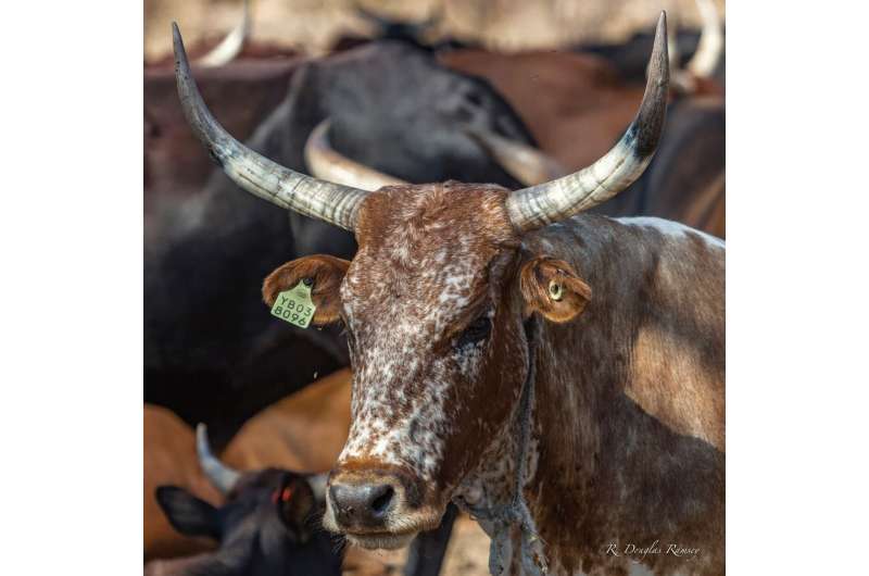 New research reveals the complexity of improving rangeland management in Africa