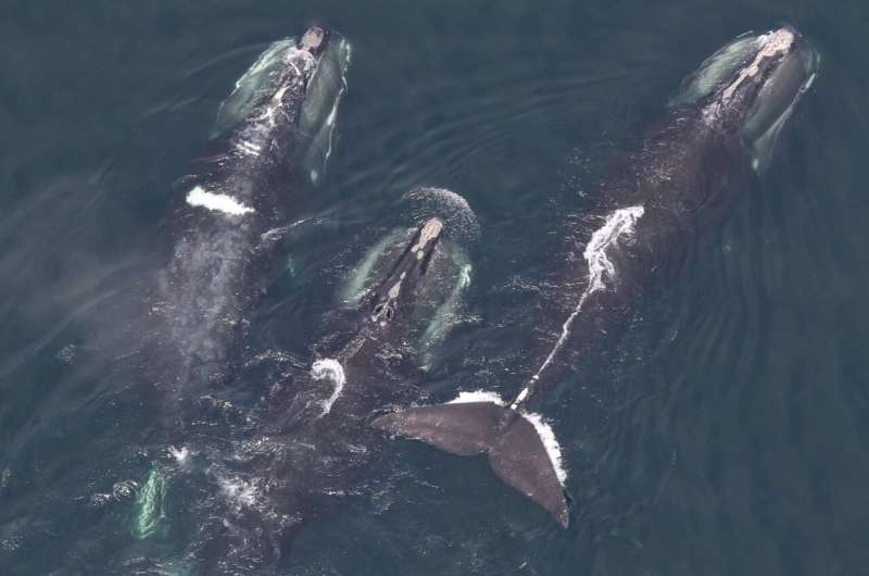 New research shows climate change impacts on whale habitat use in the warming Gulf of Maine