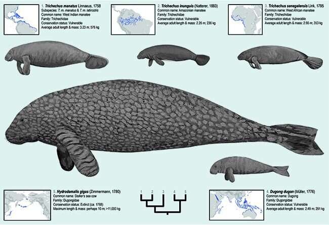 New Research Tracks History of Manatees Across Earth's Oceans