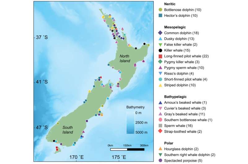 New research using stable isotopes sheds light on how New Zealand’s diverse range of toothed whales and dolphins coexist