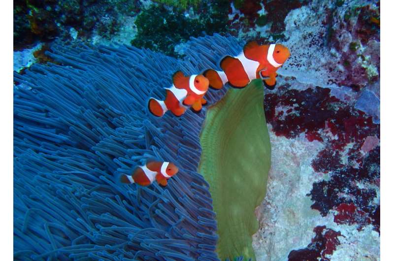 New resource could provide clues on the past, present, and future of clownfish