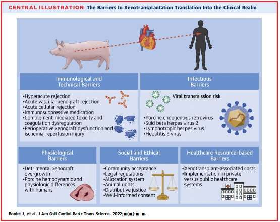 New review paper proposes framework for advancing application of animal-to-human transplantation