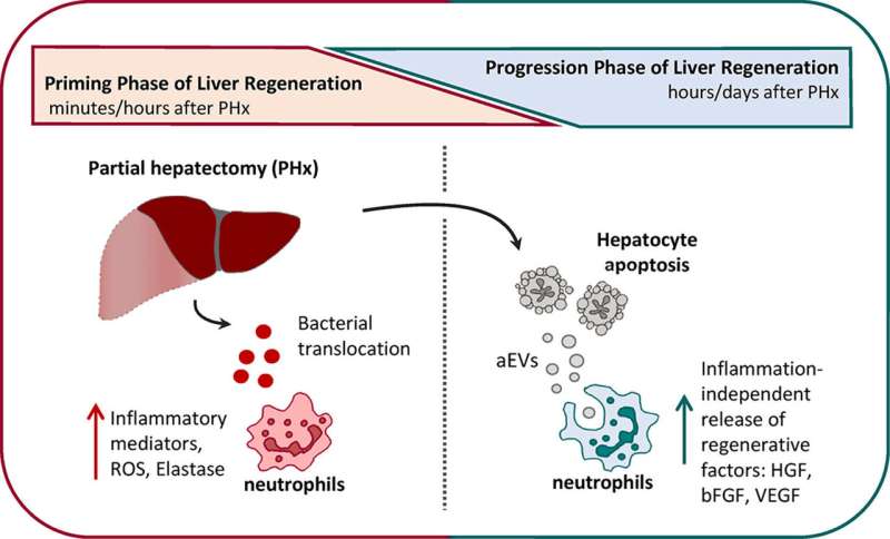New role of immune cells in liver regeneration identified