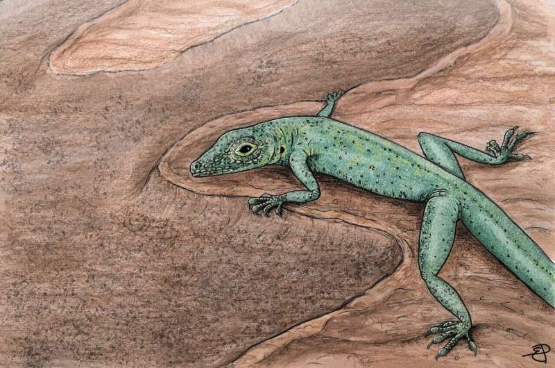 New Scottish fossil sheds light on the origins of lizards