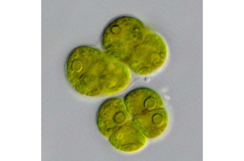 New species of alga named for poet Amanda Gorman