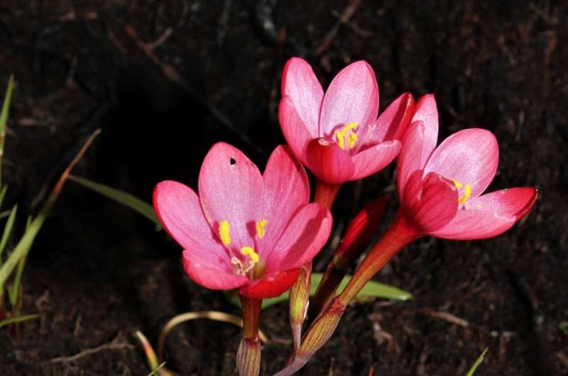 New species of iris discovered in the Langeberg Mountains, South Africa