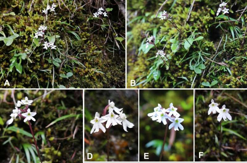 New species of orchids discovered in Sichuan, China