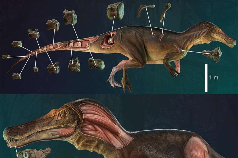 اكتشاف أنواع جديدة من الديناصورات سبينوصور في البرتغال